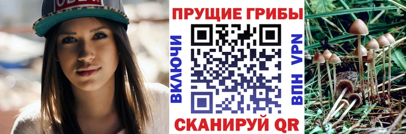 Купить закладки  Аткарск  Псилоцибиновые грибы MAGIC MUSHROOMS 